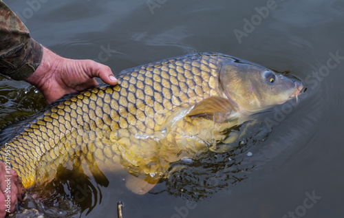 Fototapeta Naklejka Na Ścianę i Meble -  Releasing a mirror carp