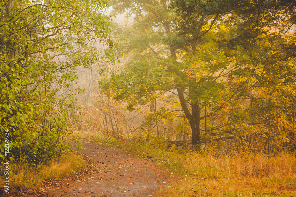 Fototapeta premium Foggy morning autumn forest