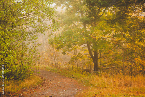 Foggy morning autumn forest