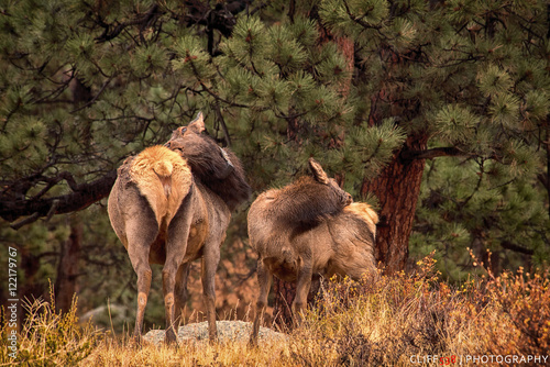 Elk © Cliff538
