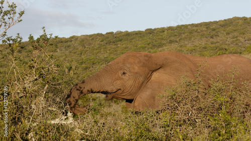 More Food African Bush Elephant