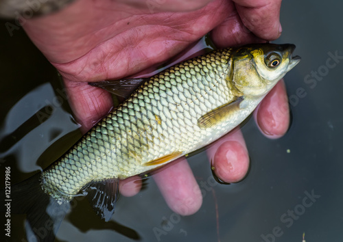 Small carp lying in the palm of the fisher.
