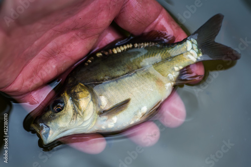 Fototapeta Naklejka Na Ścianę i Meble -  Small carp lying in the palm of the fisher.