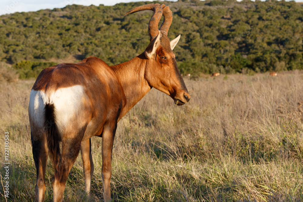 Not Again - Red Harte-beest - Alcelaphus buselaphus caama Not Again - Red Harte-beest - Alcelaphus buselaphus caama