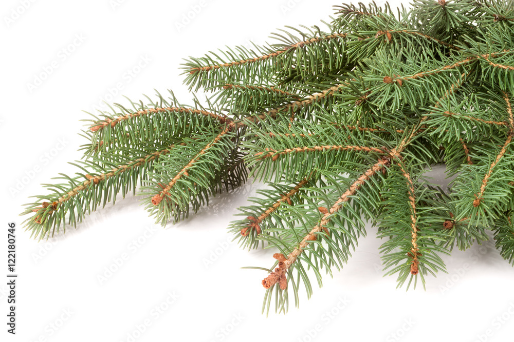 fir-tree branch isolated on a white background