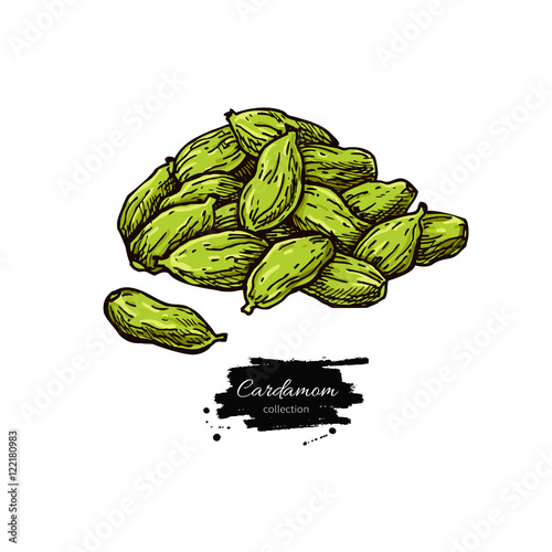 Cardamom seed heap vector hand drawn illustration. Isolated spic
