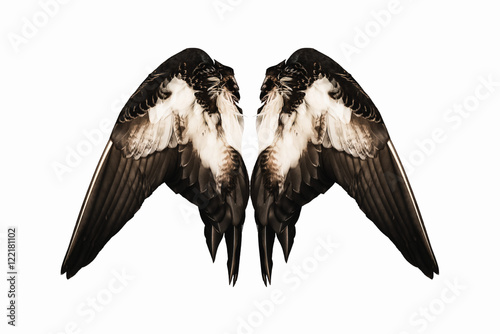 Clipped real duck wings on white background isolated back angel two pair
