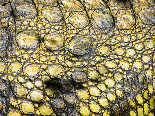 Texture of crocodile skin
