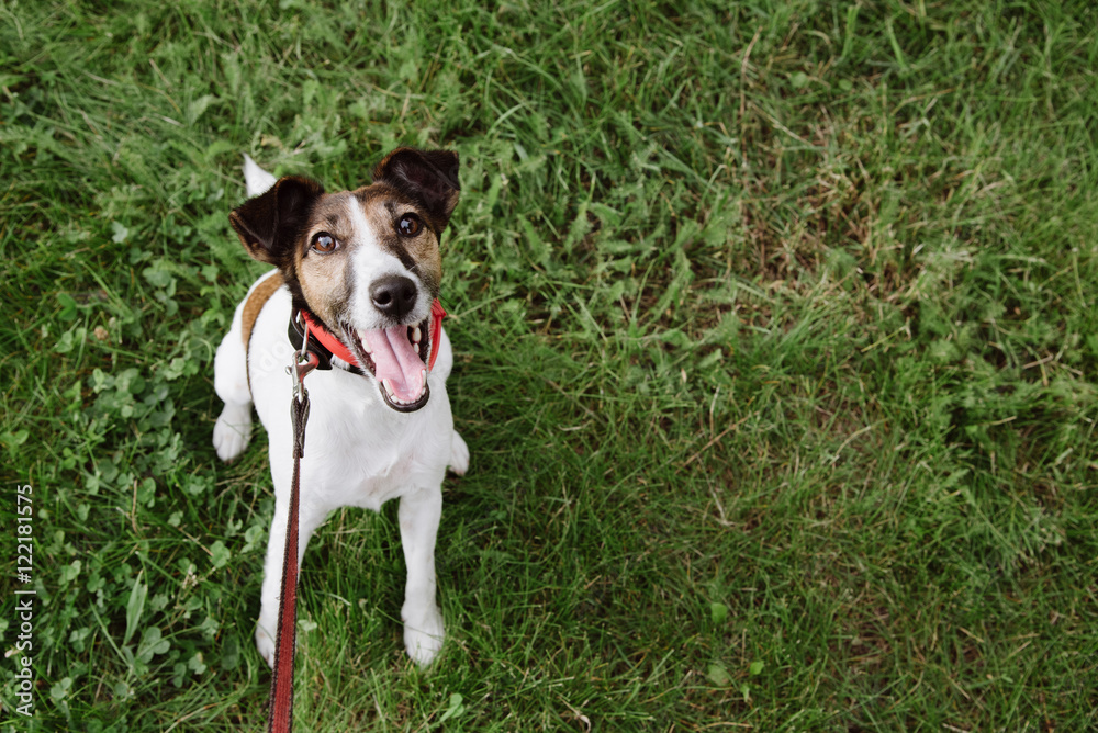 fearless funny smiling fox terrier look at camera