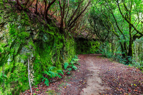 Tropical forest in Anaga, Tenerife, Canary island, Spain