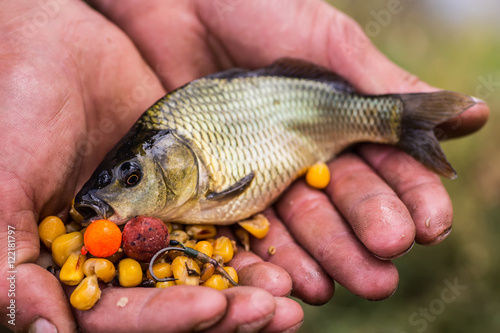 Fototapeta Naklejka Na Ścianę i Meble -  catch carp on baits