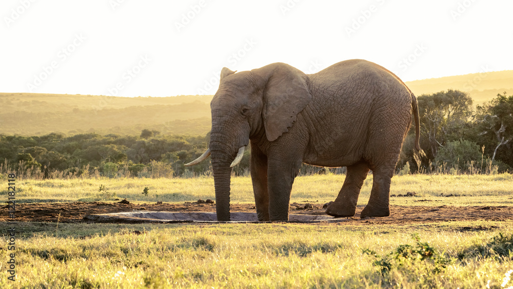 Elephant Sunset -African Bush Elephant