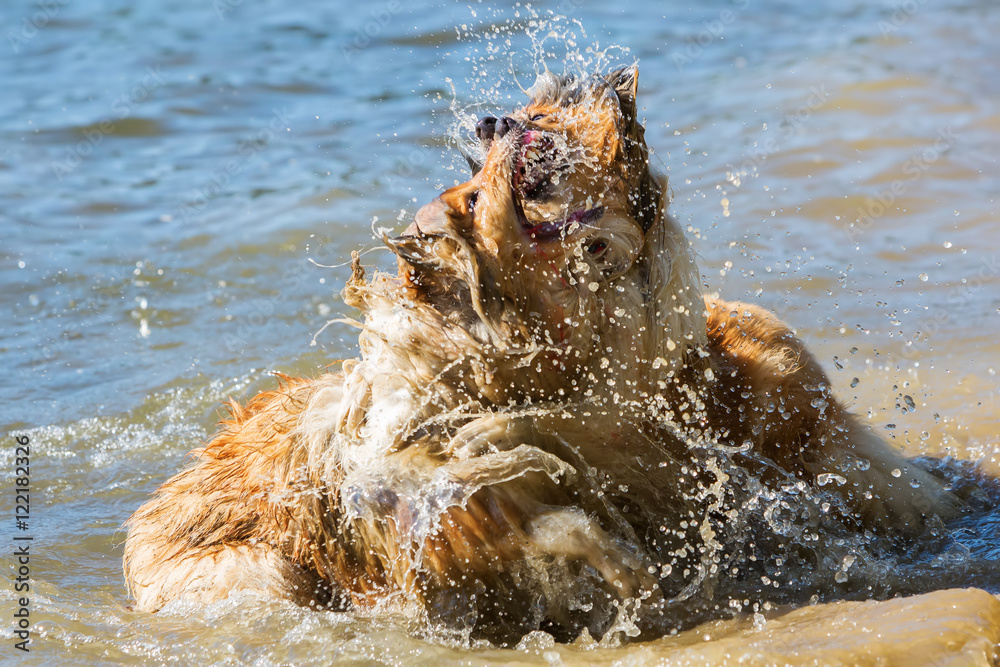 Obraz premium aggressive dogs fighting in the water