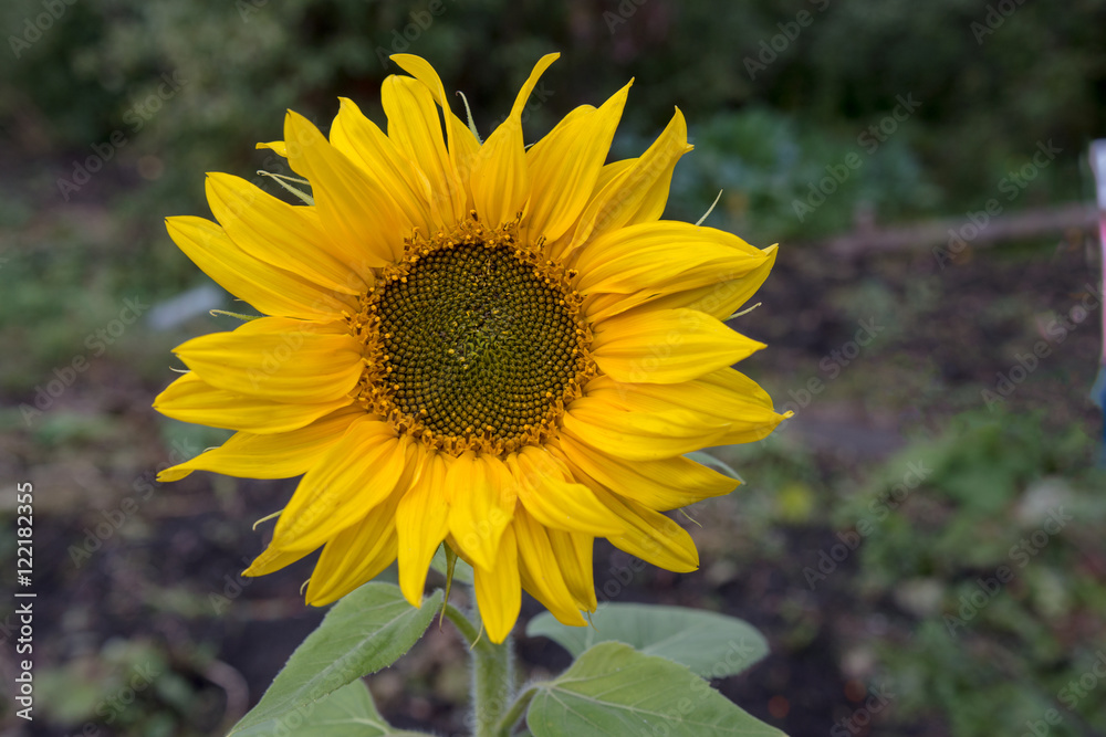 Obraz premium sunflower flower closeup