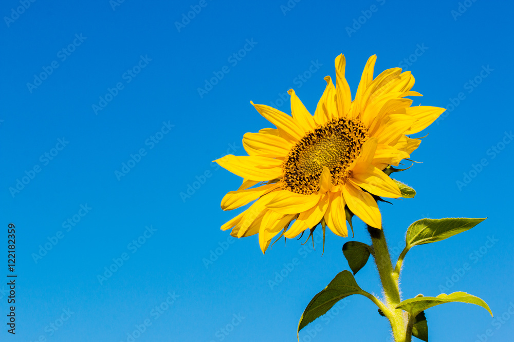 Fototapeta premium Sunflower flower against the blue sky closeup