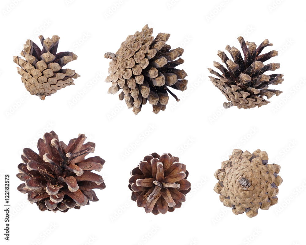 pine cones set pine cones set