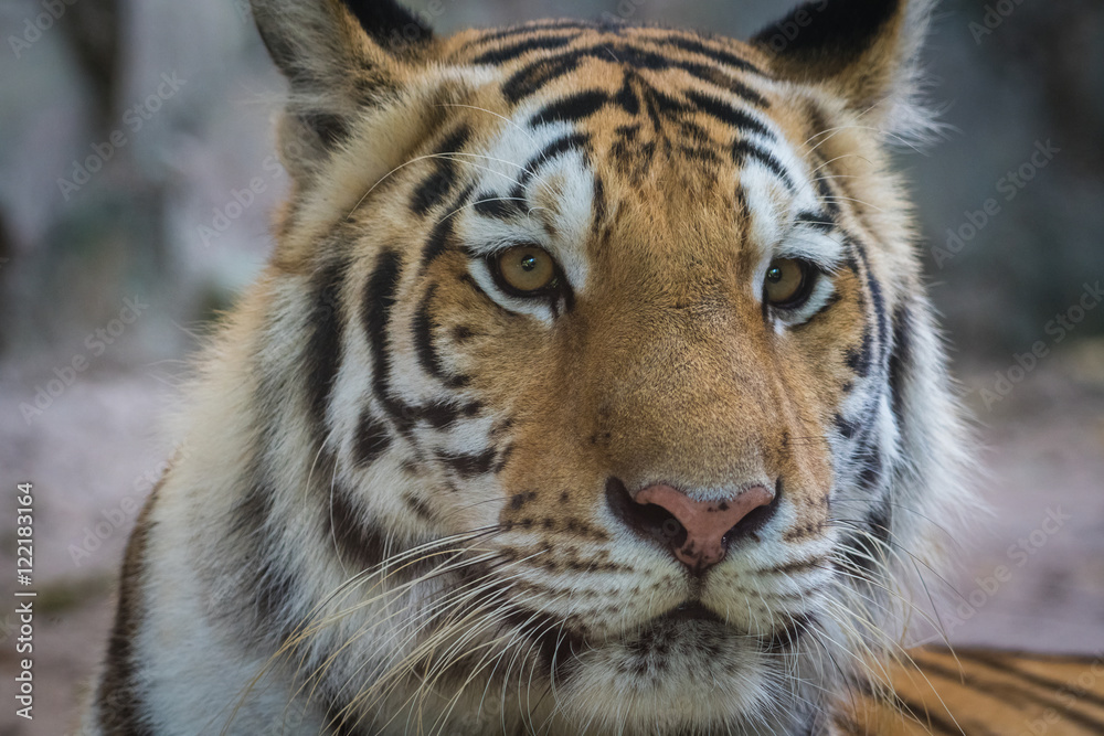 Obraz premium tiger