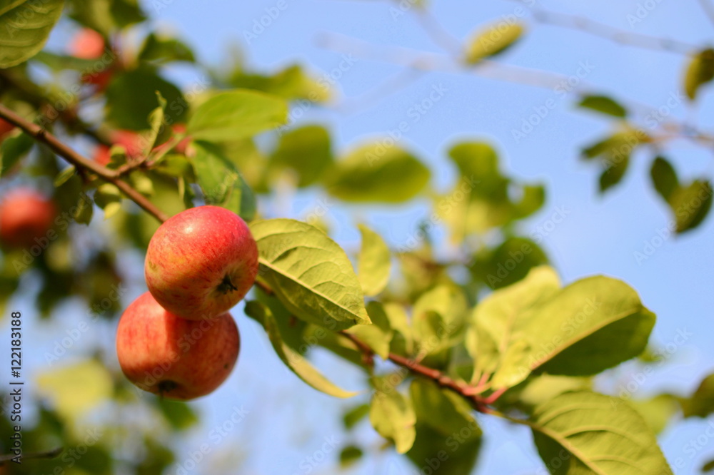 Apples growing on an apple tree branch Apples growing on an apple tree branch