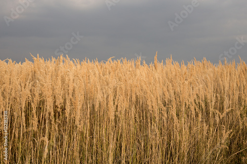 cloudy sky over golden field. rain before