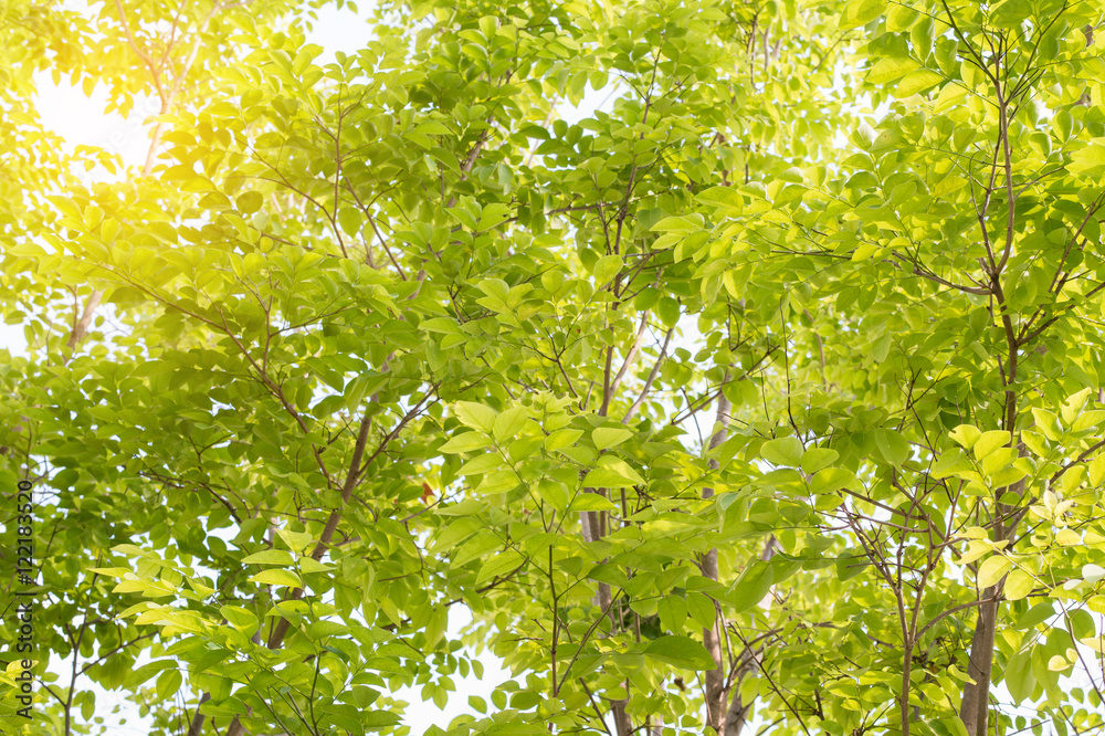 Fototapeta premium Green leaves on white background