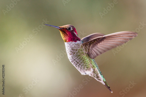 Fotografia Anna's Hummingbird