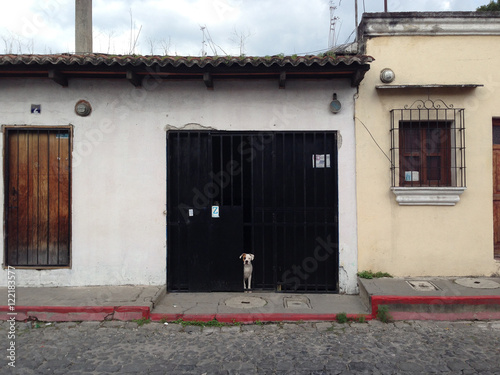 Dog in doorway across street