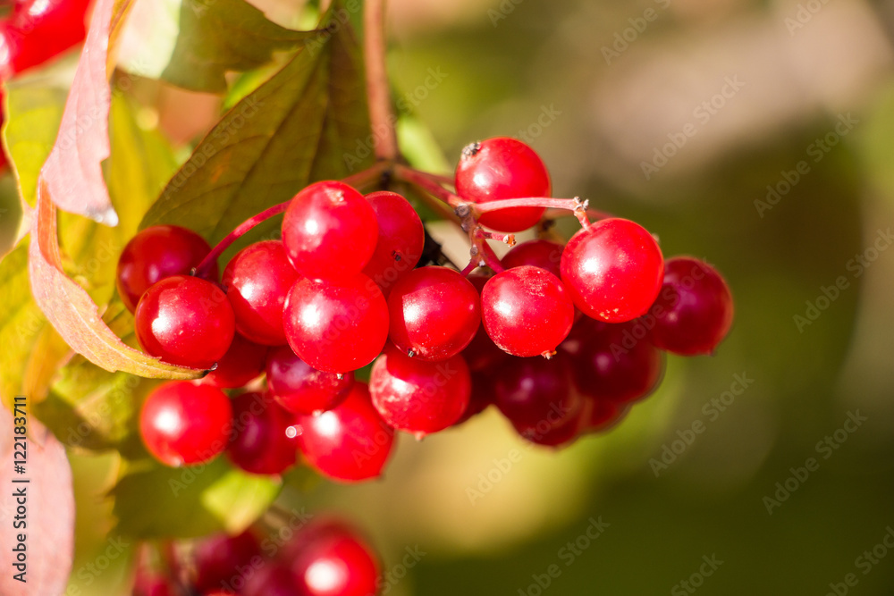 Ripe berries of Viburnum