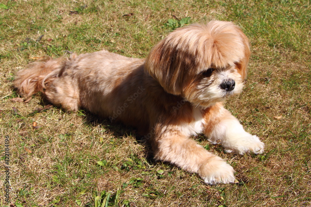 Chien Lhassa Apso couché Chien Lhassa Apso couché