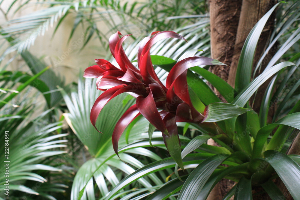 Fototapeta premium Red Bromeliad