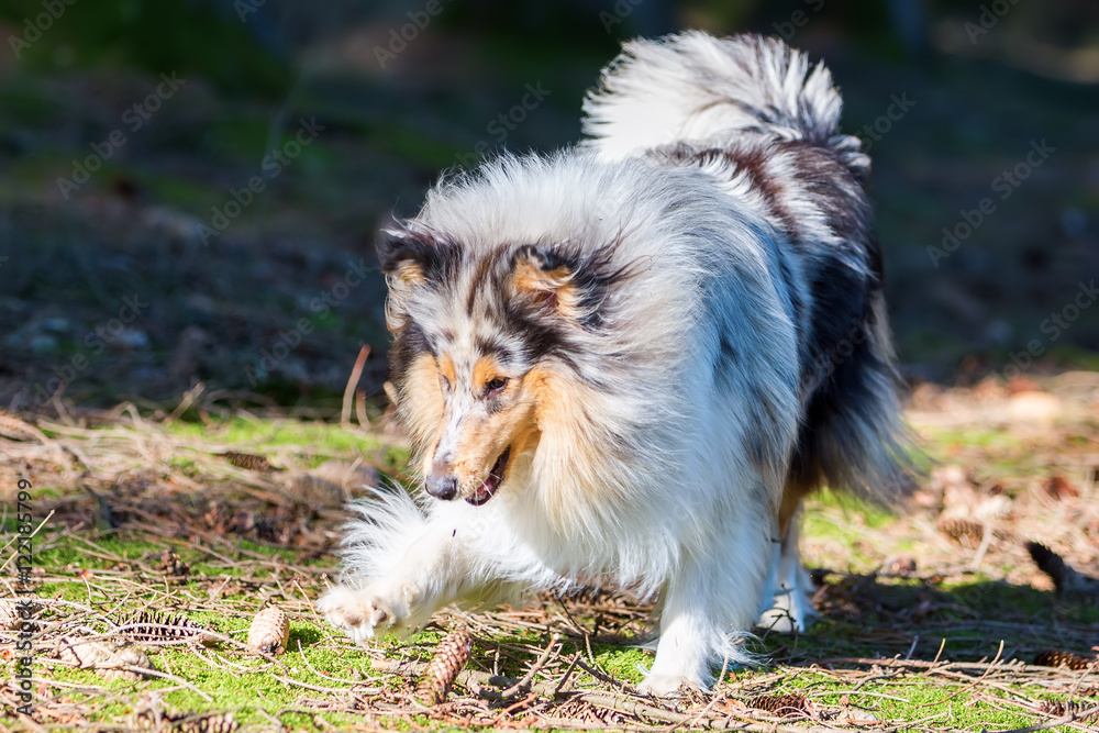 blue merle collie dog in the forest blue merle collie dog in the forest