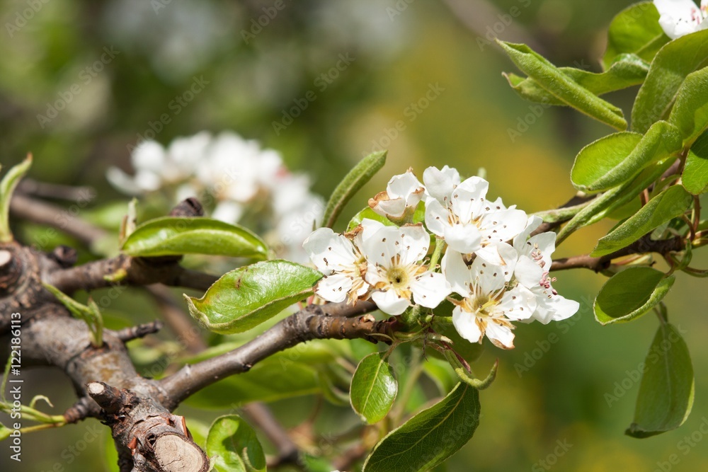 Fototapeta premium blooming apple trees 1