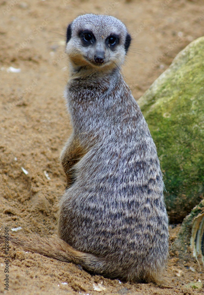 Fototapeta premium Meerkat