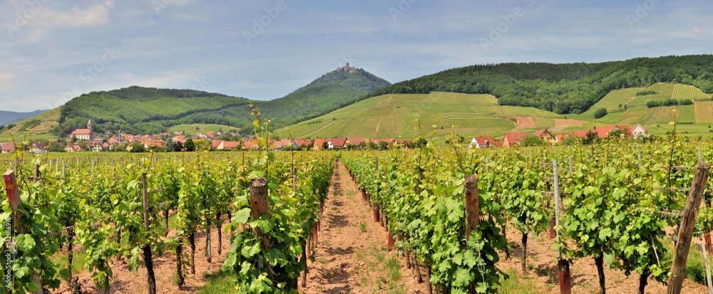La région du vignoble alsacien près d'Orschwiller