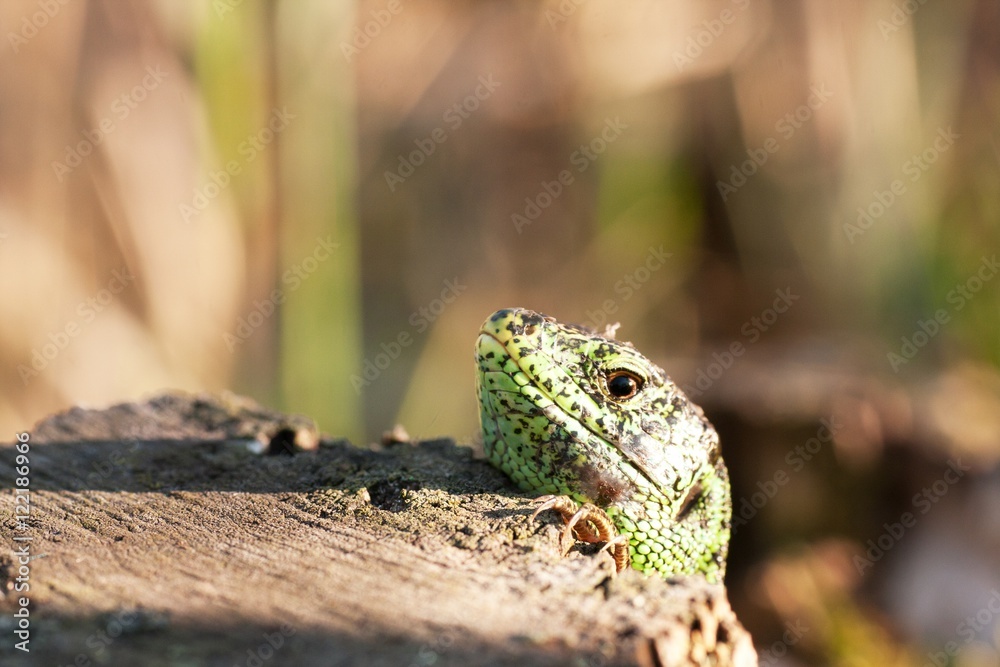 Obraz premium the male sand lizard