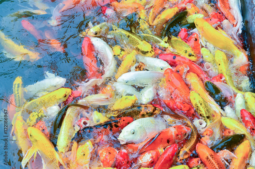 Colorful fancy carp fish, koi fish Colorful fancy carp fish, koi fish