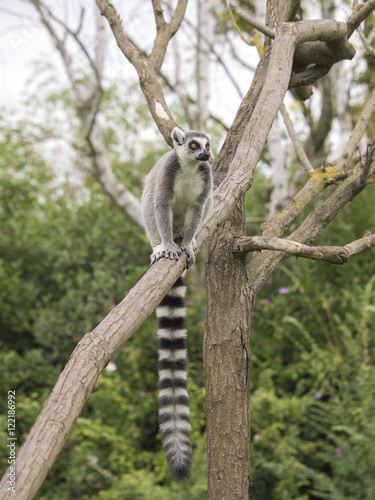 Ring-tailed lemur on tree