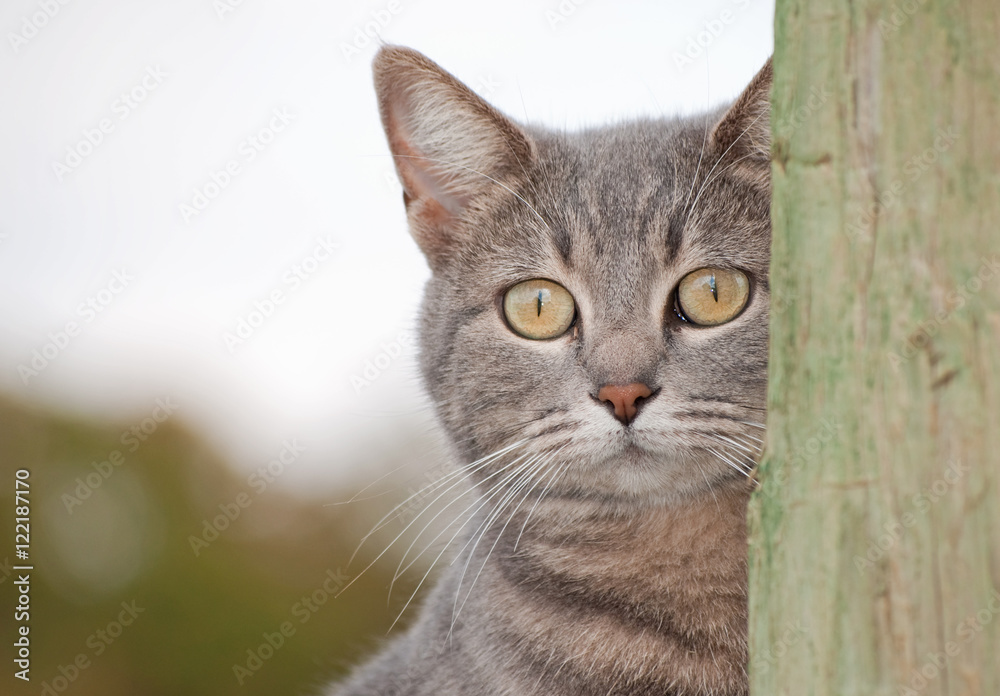 Blue tabby cat peeking from behind a fence post