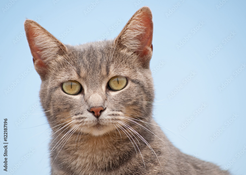 Closeup of a blue tabby cat looking at the viewer, with clear blue sky background Closeup of a blue tabby cat looking at the viewer, with clear blue sky background