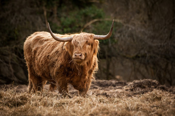 Ingelijste posters Schotse hooglander Schotse Hooglander in open veld  © Janet