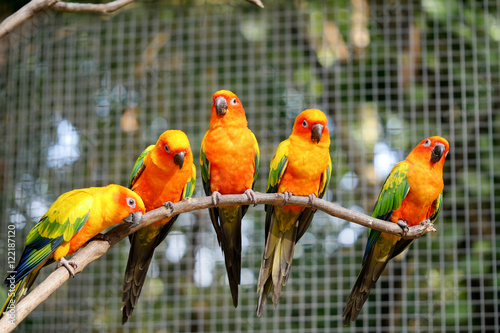 Colorful parrots in safari world, Bangkok Thailand