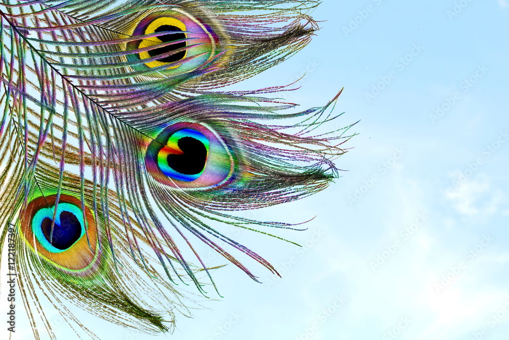 Obraz premium Beautiful peacock feathers as background with text copy space