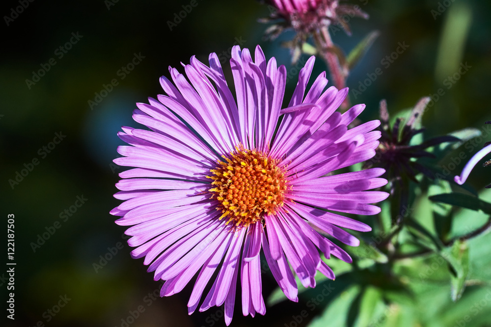 Fototapeta premium A pink flower blooming chrysanthemum in garden.