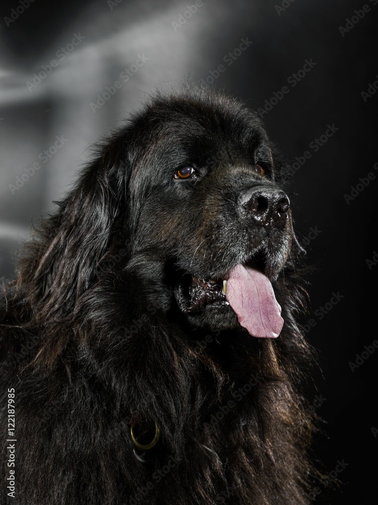Fototapeta premium Portrait of big black water-dog, studio shooting