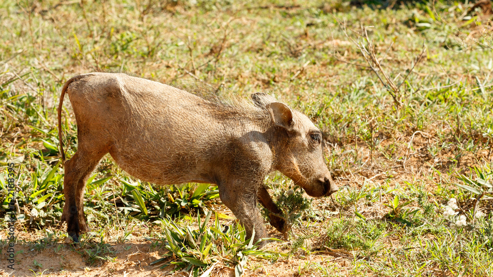 Baby - Phacochoerus africanus The common warthog Baby - Phacochoerus africanus The common warthog