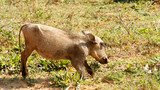 Baby - Phacochoerus africanus  The common warthog