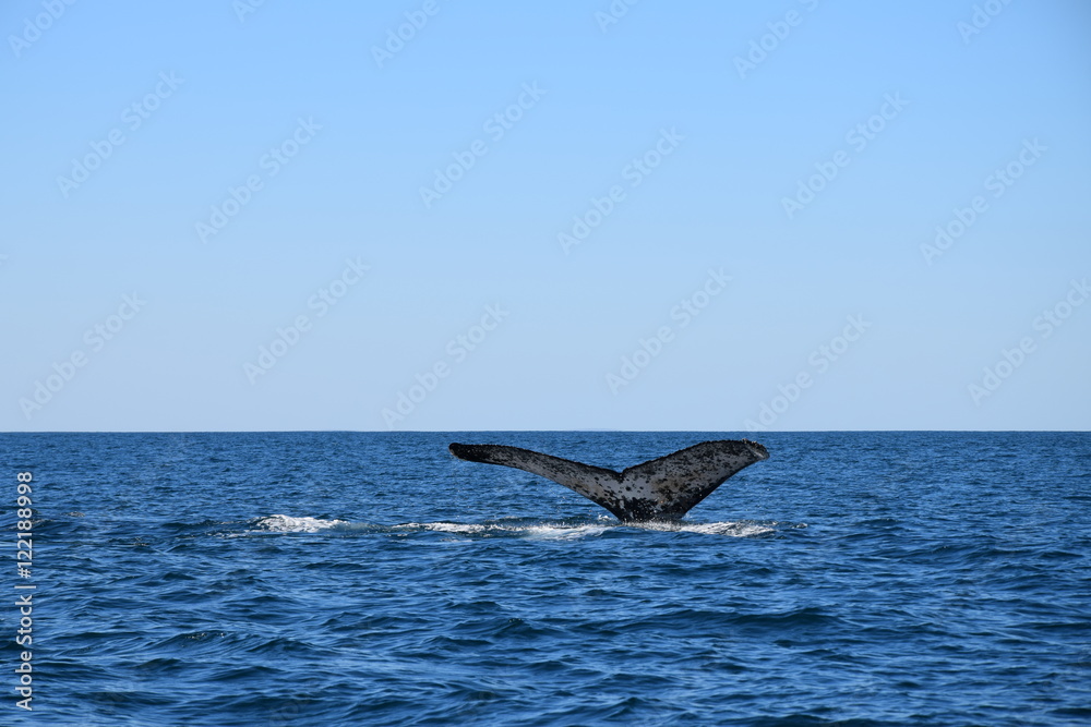Fototapeta premium whale