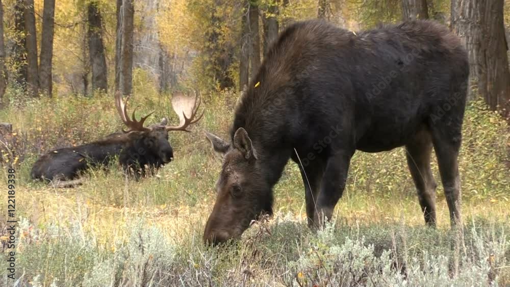 Bull and Cow Moose in the Rut Bull and Cow Moose in the Rut