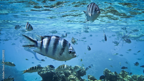 underwater Bora Bora tropical fish