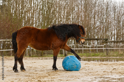Fototapeta Naklejka Na Ścianę i Meble -  Spielendes Pony