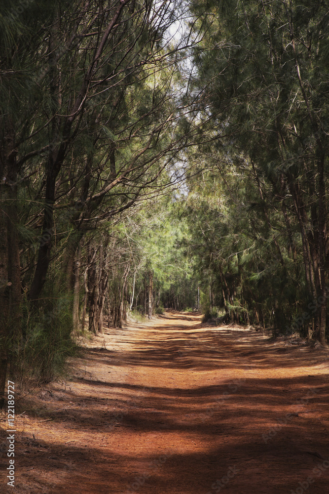 The tree-lined Mahana Trail; Lanai, Hawaii, United States of America The tree-lined Mahana Trail; Lanai, Hawaii, United States of America